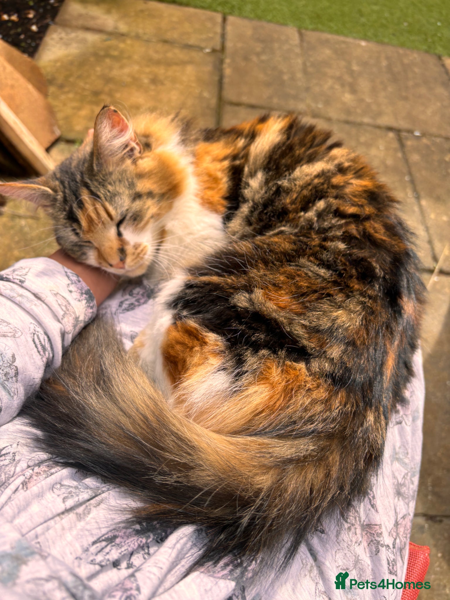 Mixed Breed cats 3 Kittens ready for their forever homes  - Advert 1