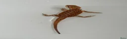 Bearded Dragon reptiles for sale: Baby bearded dragon and full set up in Ashton-under-Lyne - Advert 3