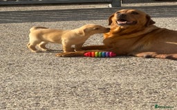 Labrador Retriever dogs for sale: 8 Kennel club reg  health tested chunky Labradors  - Image 36