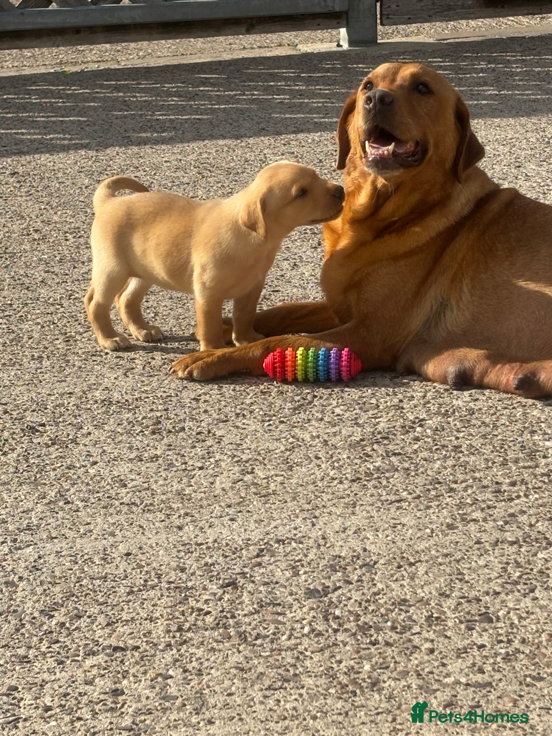 Labrador Retriever dogs for sale: 8 Kennel club reg  health tested chunky Labradors  - Image 36