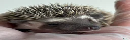 Pygmy Hedgehog rodents for sale: African Pygmy Hedgehog  in Eastleigh - Advert 5