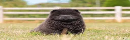 Chow Chow dogs for sale: Stunning smooth and fluffy ChowChow puppies  - Advert 4