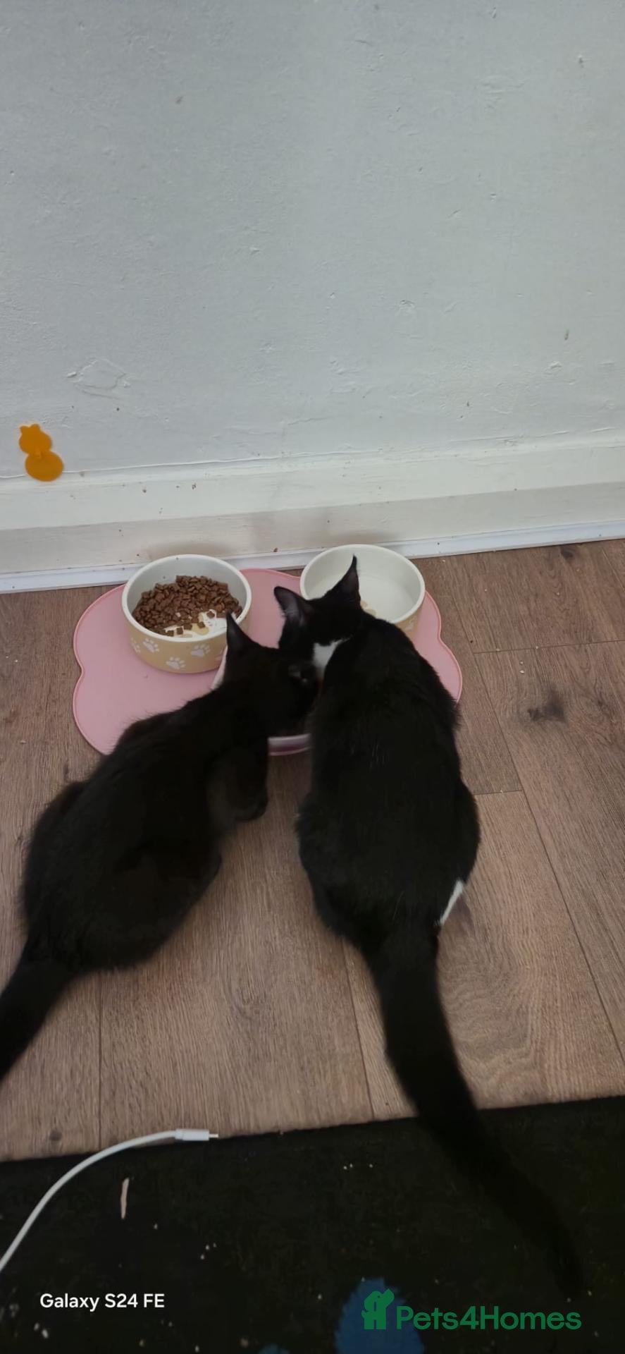 Mixed Breed cats Kittens  - Advert 1