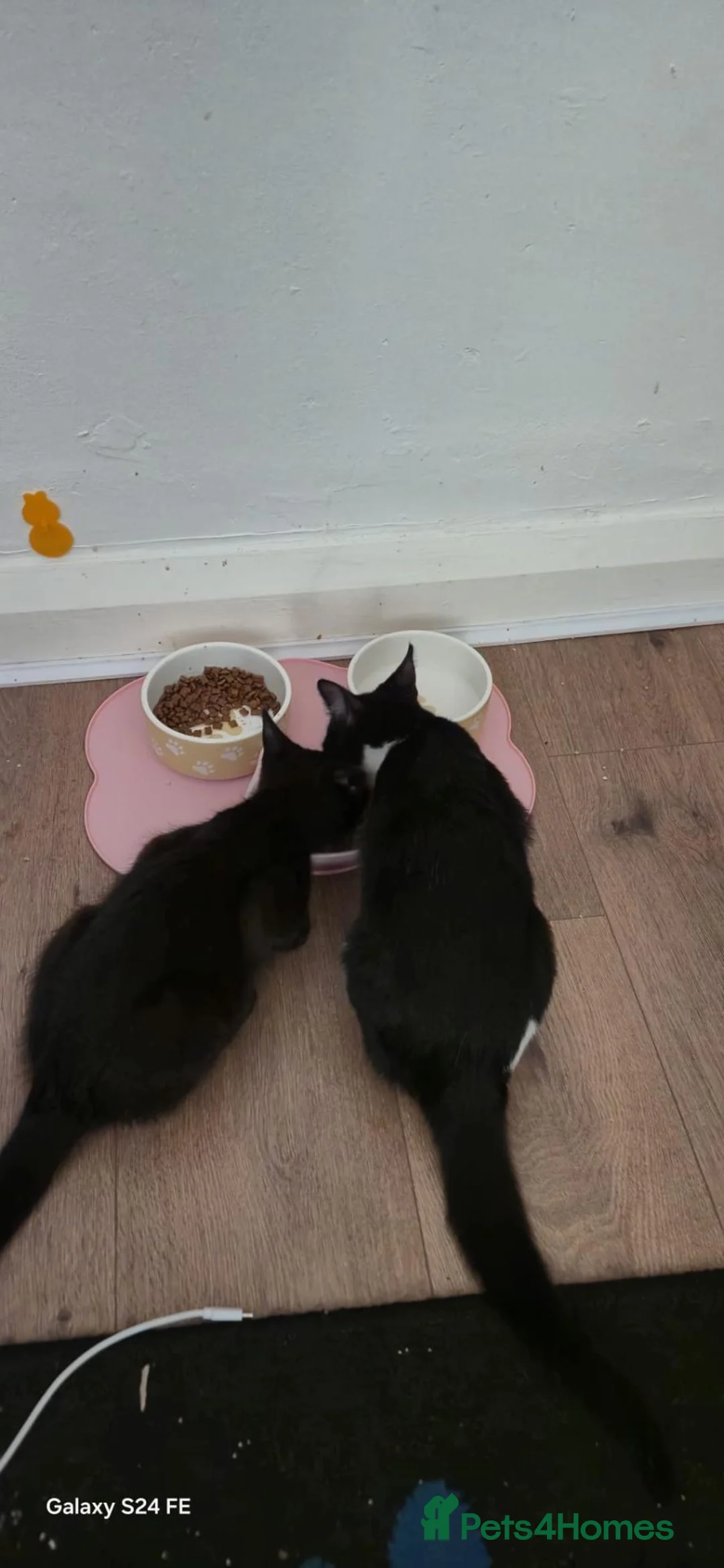 Mixed Breed cats for sale: Kittens  in Elland - Advert 1