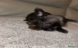 Mixed Breed dogs for sale: Rare Frenchie and Yorkie Mix litter - Image 20