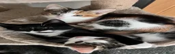 Mixed Breed cats for sale: 3 gorgeous kittens looking to be loved  - Advert 14