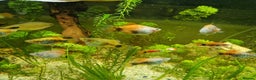 Platies fish for sale: Mixed Platies for sale, 15 fish for £10 - Advert 2