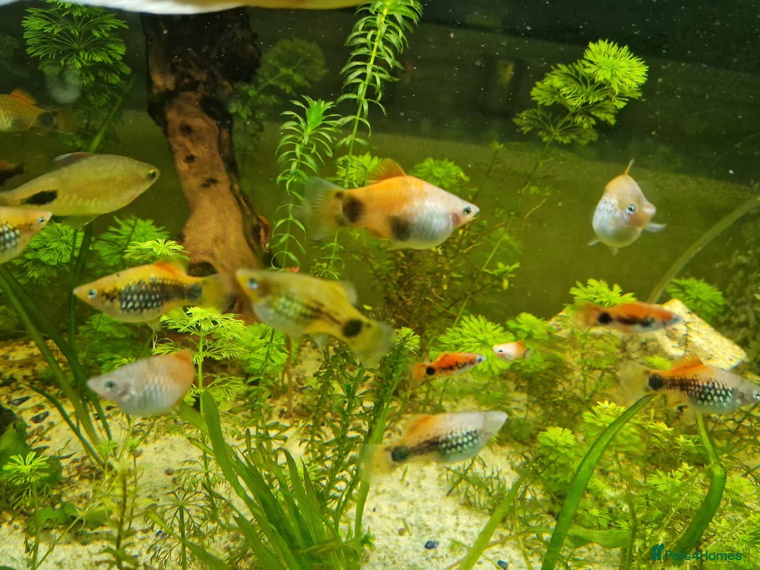 Platies fish for sale: Mixed Platies for sale, 15 fish for £10 - Advert 2