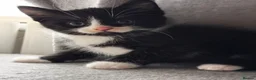 Mixed Breed cats for sale: 😻😻😻BEAUTIFUL KITTENS😻😻😻 - Advert 16