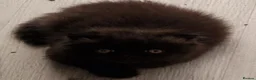 Persian cats for sale: Reserved GCCF Registered Black male persian  - Advert 2