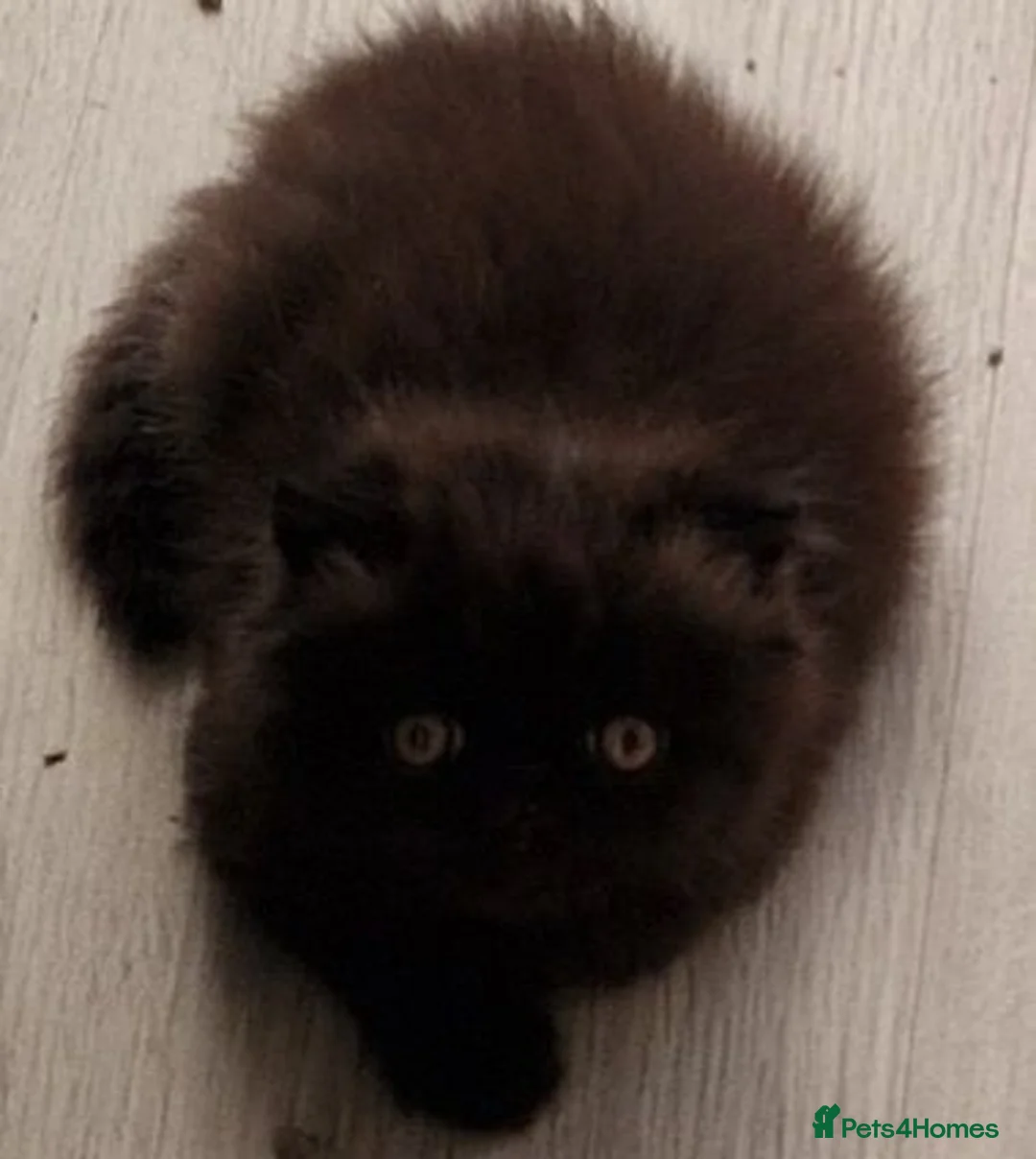 Persian cats for sale: Reserved GCCF Registered Black male persian  - Advert 2