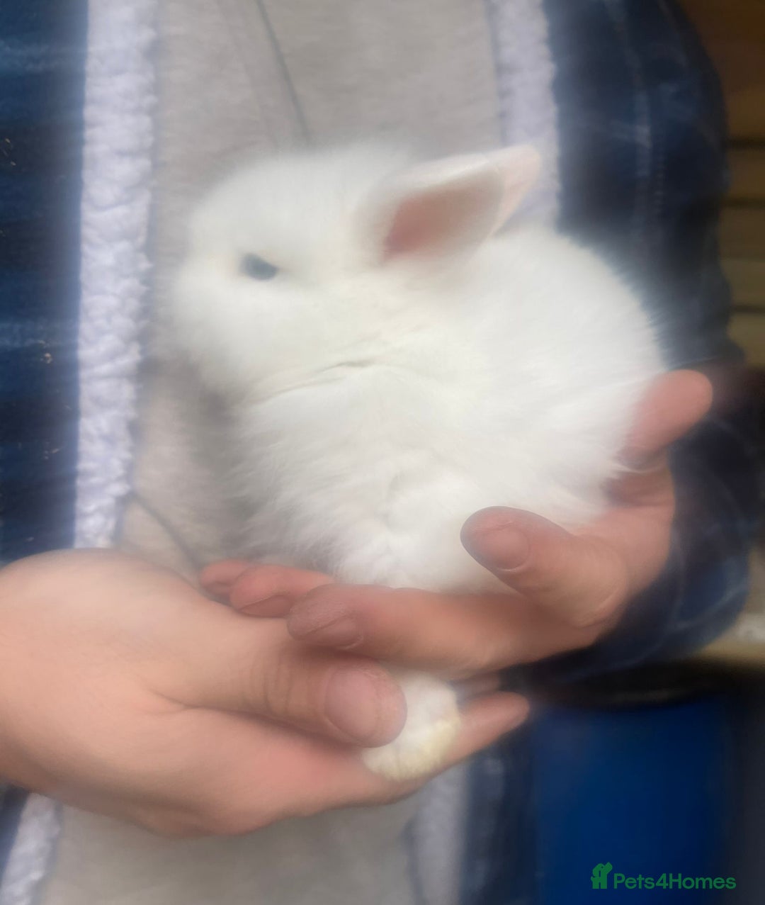Lionhead rabbits for sale: Baby Lionhead bunnies  - Advert 20
