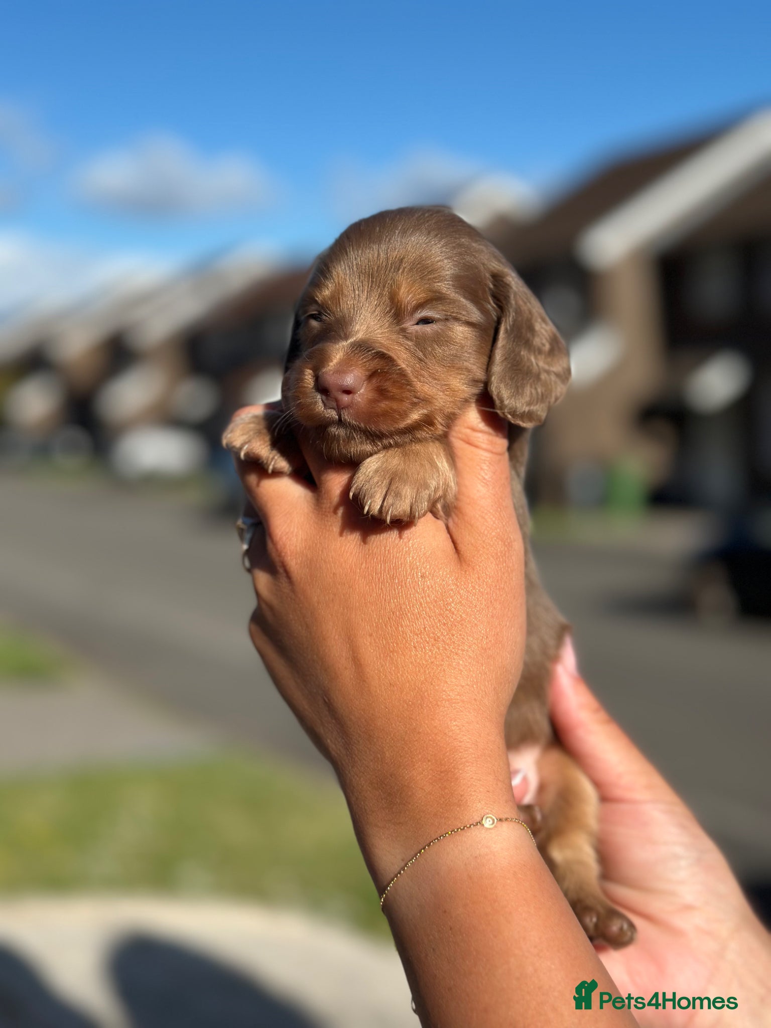 Miniature Dachshund dogs ✨KC PRA CLEAR miniature longhair dachshund  - Advert 3