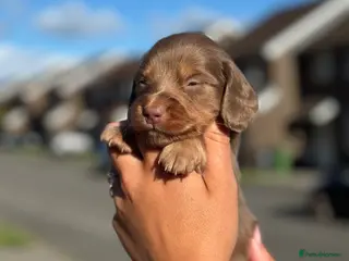 Miniature Dachshund dogs ✨KC PRA CLEAR miniature longhair dachshund - Advert 3