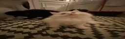 Persian cats for sale: Gorgeous Persian girls  in Stanley - Advert 3