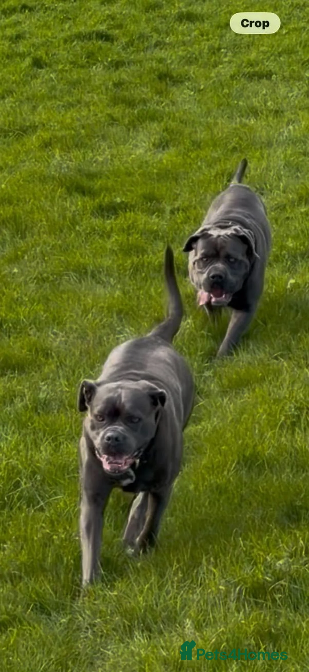 Cane Corso dogs for sale: Cane Corso Puppies – Ready to Reserve  in Loughton - Advert 2