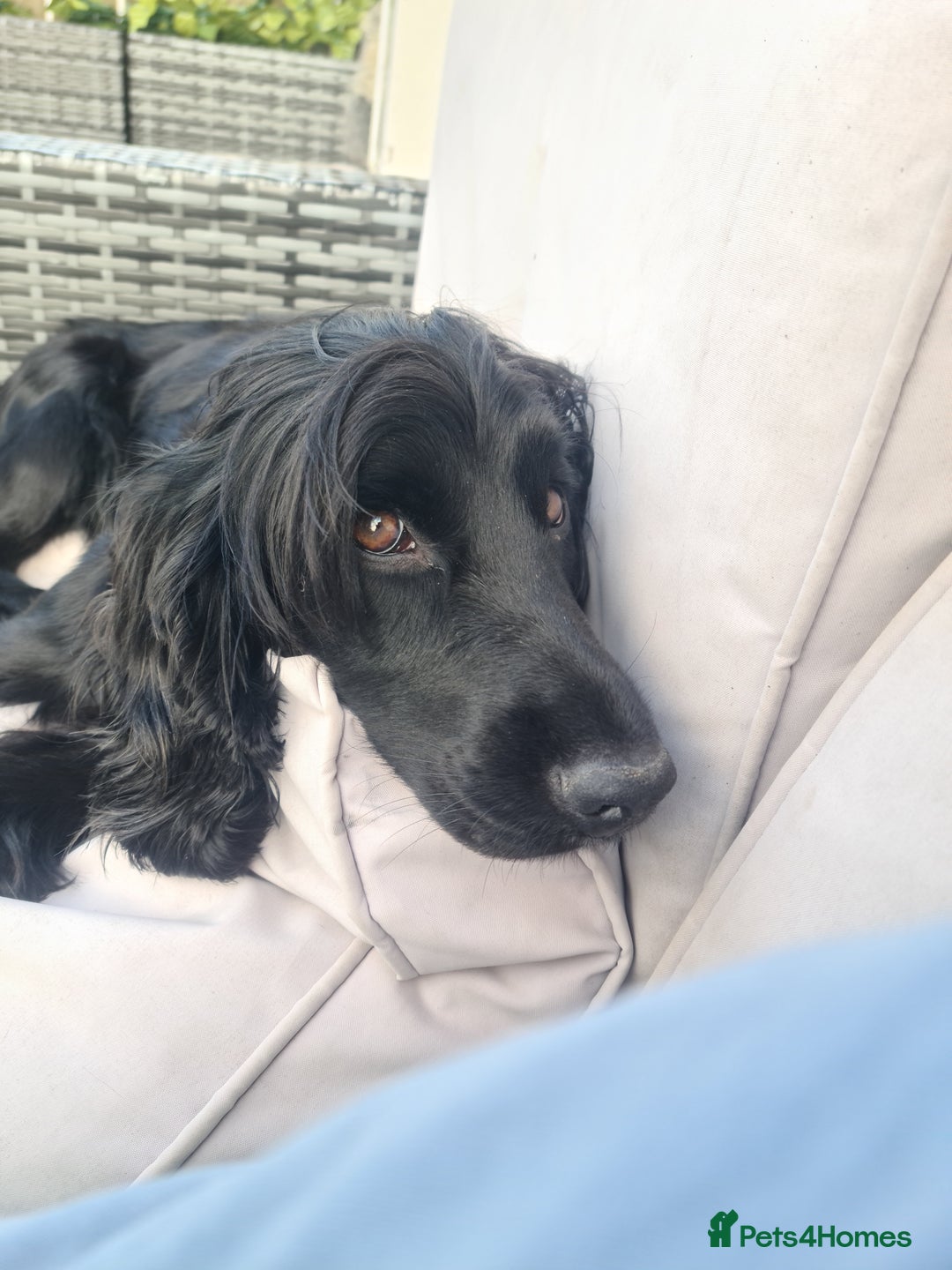 Cocker Spaniel dogs for sale: Cocker Spaniel  - Image 12