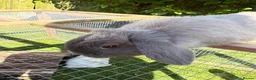 Mini Lop rabbits for sale: Smoke pearl doe available  - Advert 4