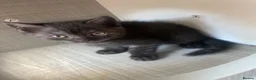 Scottish Fold cats for sale: Scottish fold kittens - Advert 12
