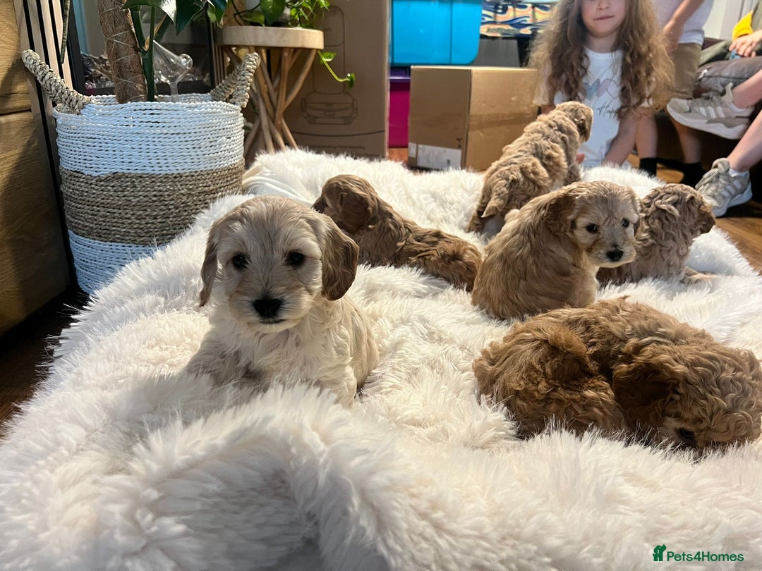 Cockapoo dogs for sale: Six Little Cockapoo Stars Ready to Shine   - Image 7