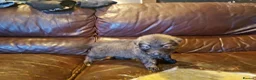 German Shepherd dogs for sale: 9 GSD pups for sale - Advert 8
