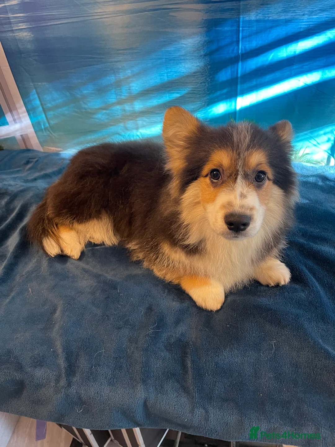 Welsh Corgi Pembroke dogs for stud: Beautiful Flutty Welsh Pembroke Corgi for stud in Rugby - Advert 11