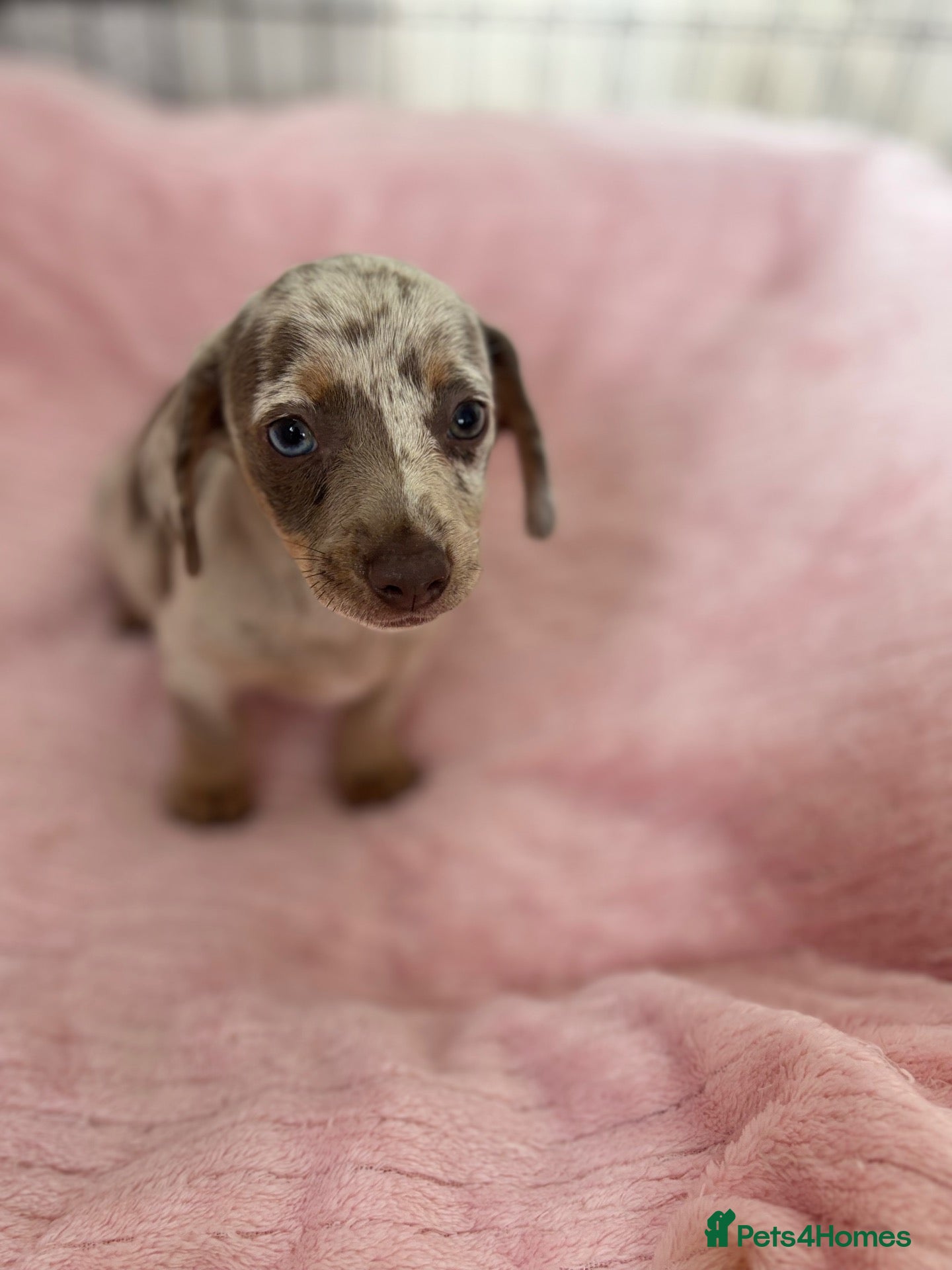 Chiweenie dogs Beautiful Chiweenie Puppies Ready On The 8TH!! - Advert 1