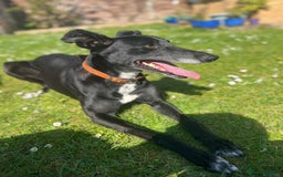 Lurcher dogs for sale: Lurcher for rehoming - Image 1