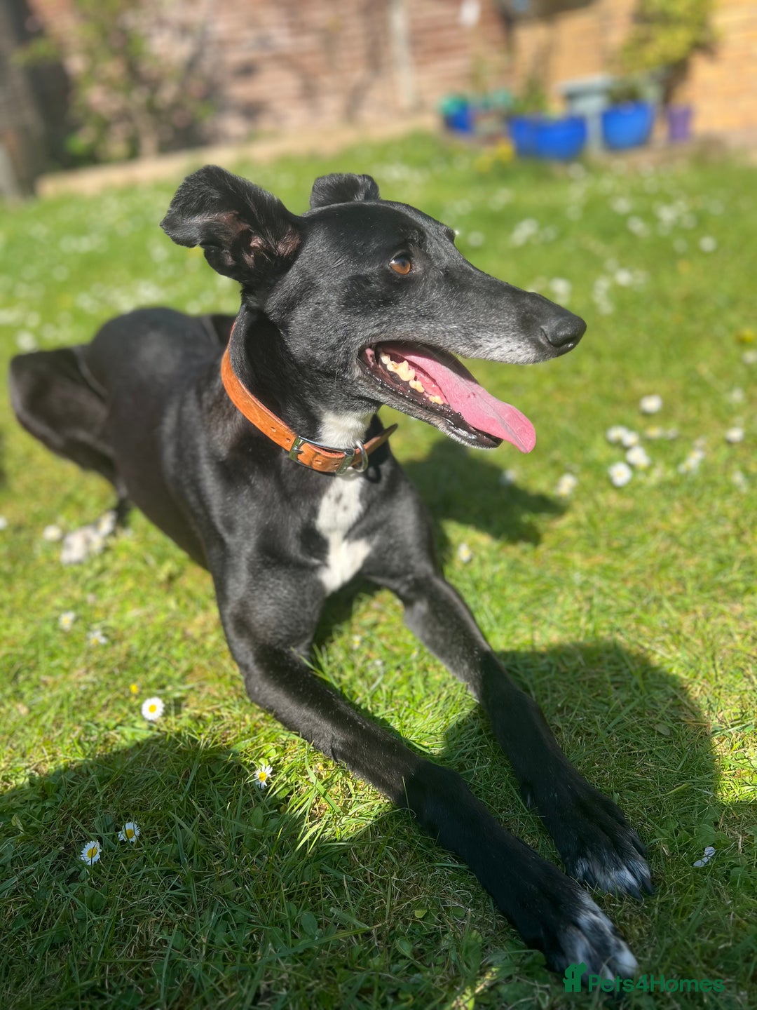 Lurcher dogs for sale: Lurcher for rehoming - Image 1
