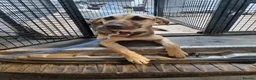 German Shepherd dogs for adoption: Maya – Young German Shepherd x Labrador Cross - Advert 15