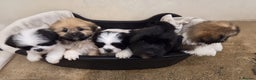 Lhasa Apso dogs for sale: Lhasa Apso Puppies - Advert 2
