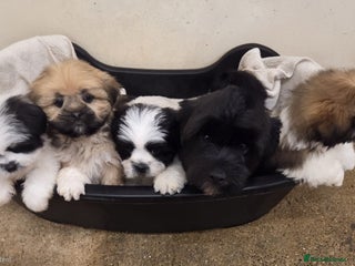 Lhasa Apso dogs Lhasa Apso Puppies - Advert 4