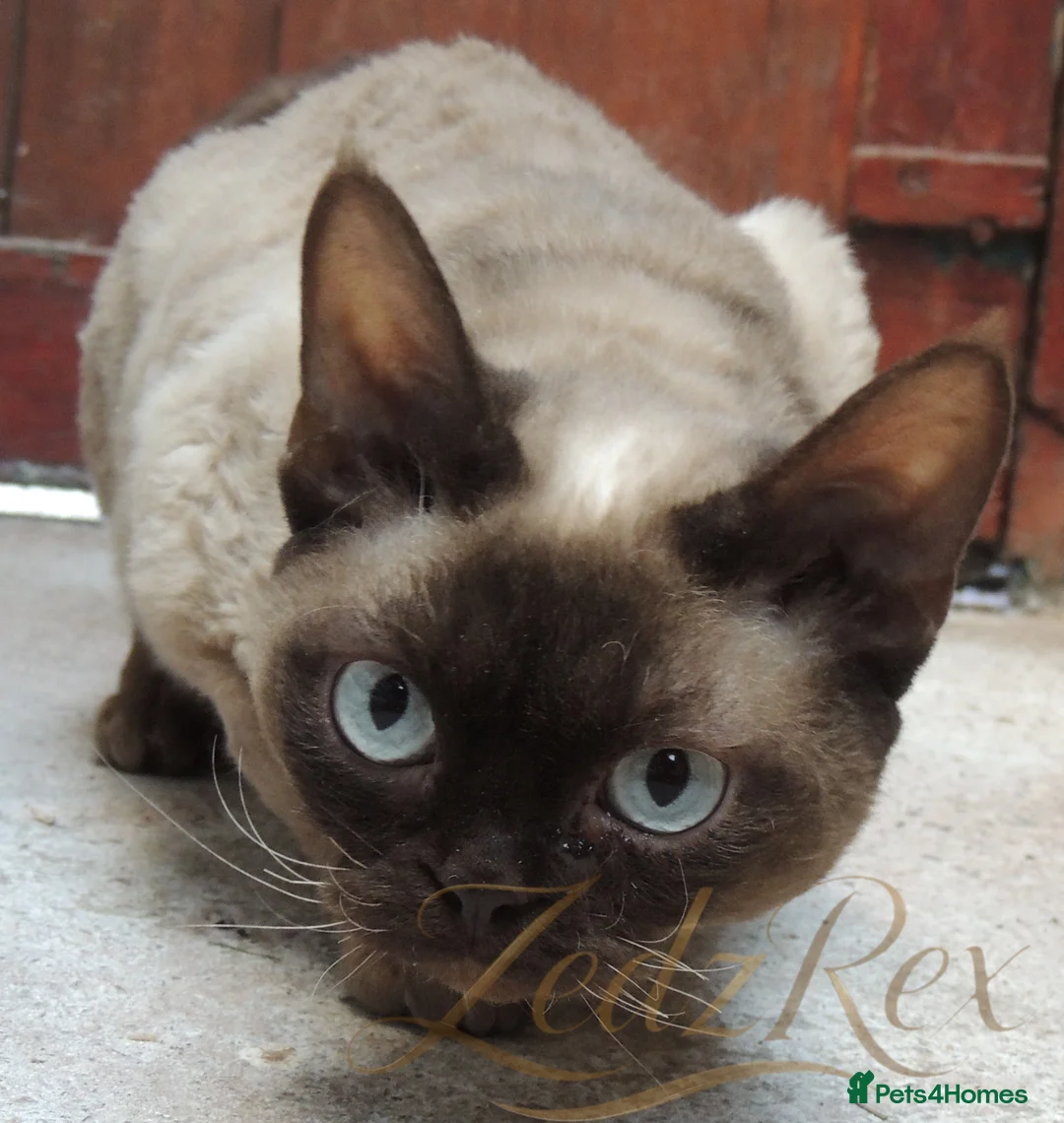 Devon Rex cats for sale: Loving home wanted for retired breeding queen - Advert 2