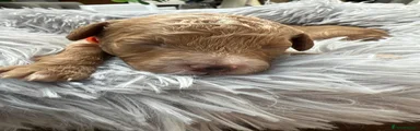 Cavapoo 3
