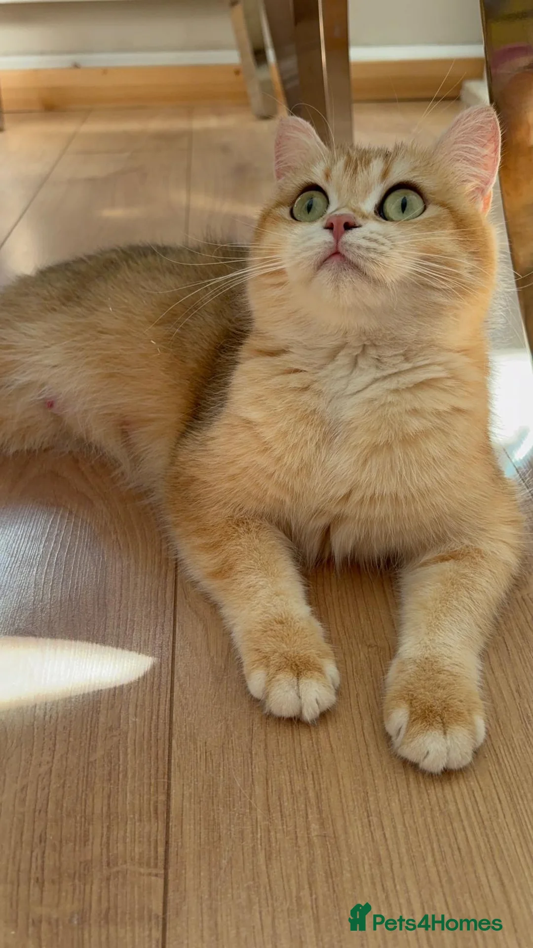 British Shorthair cats for sale: BEAUTIFUL GOLDEN BSH KITTENS AVAILABLE TO RESERVE - Advert 1