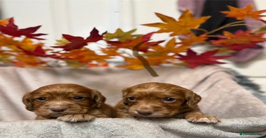 Cocker Spaniel dogs - Advert 14