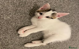 Mixed Breed cats for sale: Adorable Half-Manx Kittens 🐾 - Image 12