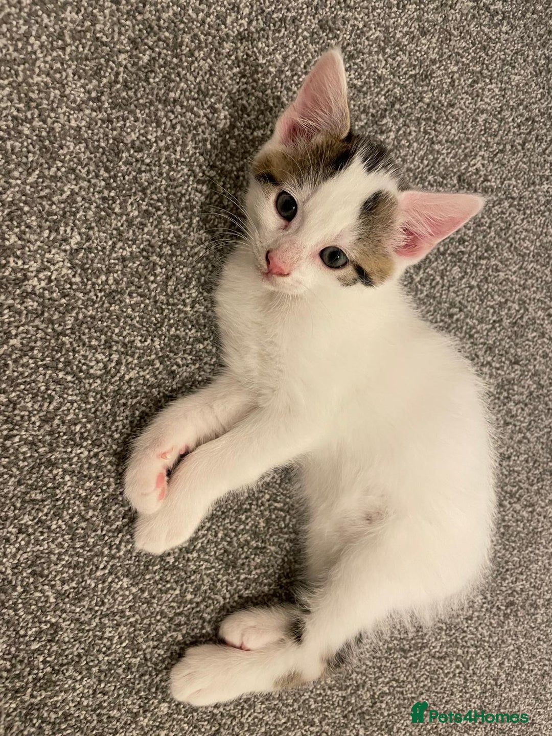 Mixed Breed cats for sale: Adorable Half-Manx Kittens 🐾 - Image 12