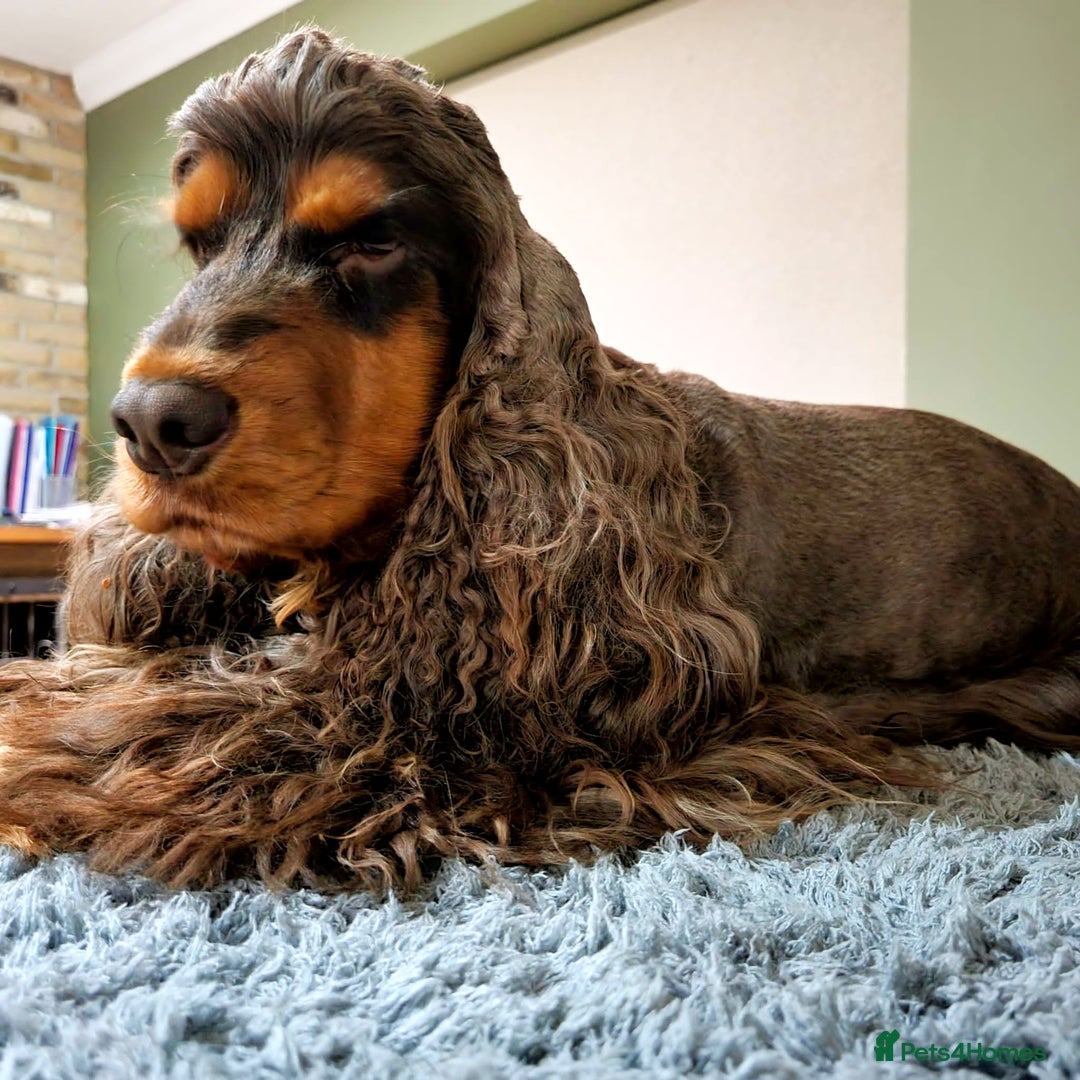 Cocker Spaniel dogs for sale: Stunning Show Cocker Spaniels - Advert 11