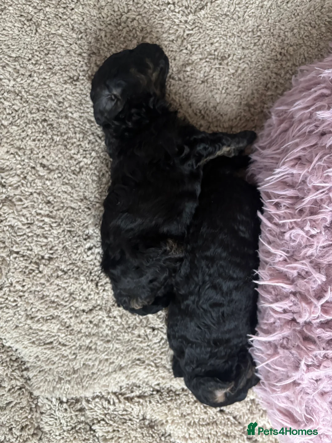 Toy Poodle dogs for sale: Toy poodle poodles  - Advert 9