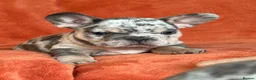 French Bulldog dogs for sale: *REDUCED*❤️‍🔥 - Advert 29