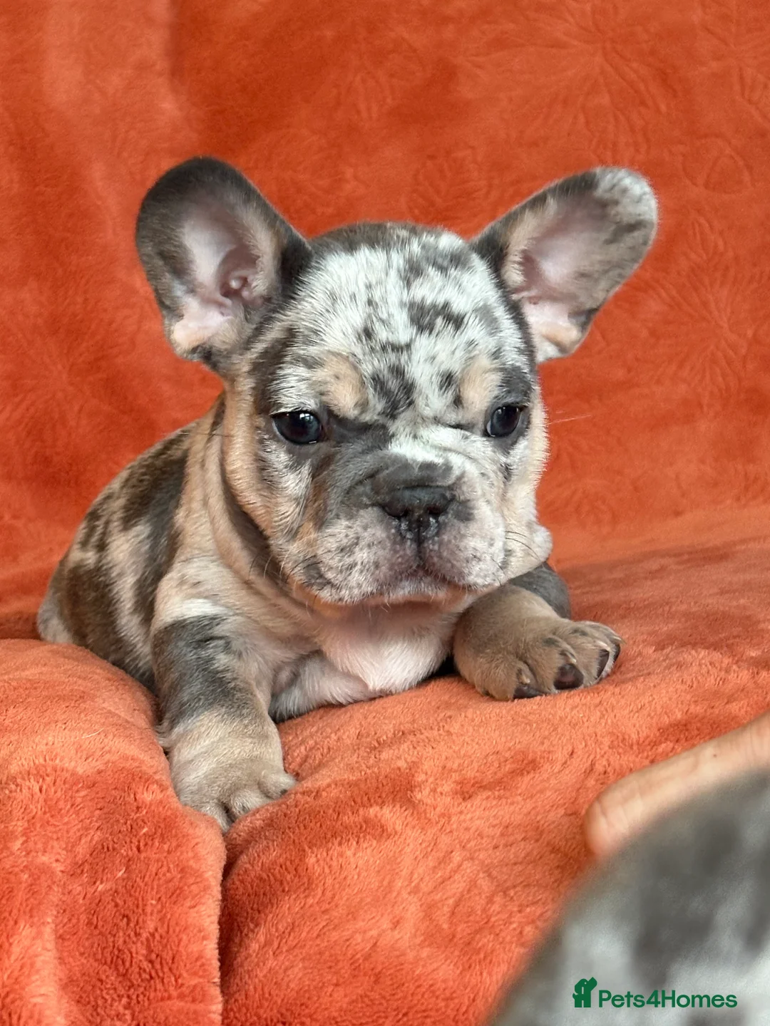 French Bulldog dogs for sale: *REDUCED*❤️‍🔥 - Advert 29