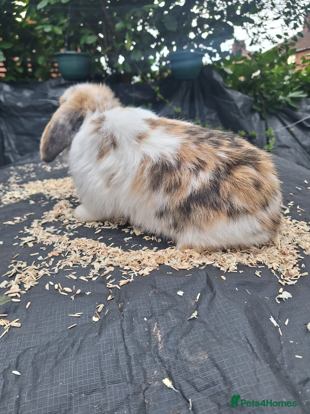 Mini Lop rabbits for sale: Pure bred mini lop.babie rabbits  - Advert 2