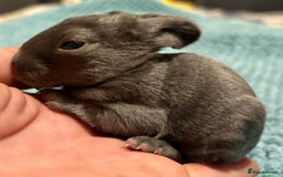 Rex rabbits for sale: Two beautiful rabbit litters - Image 18