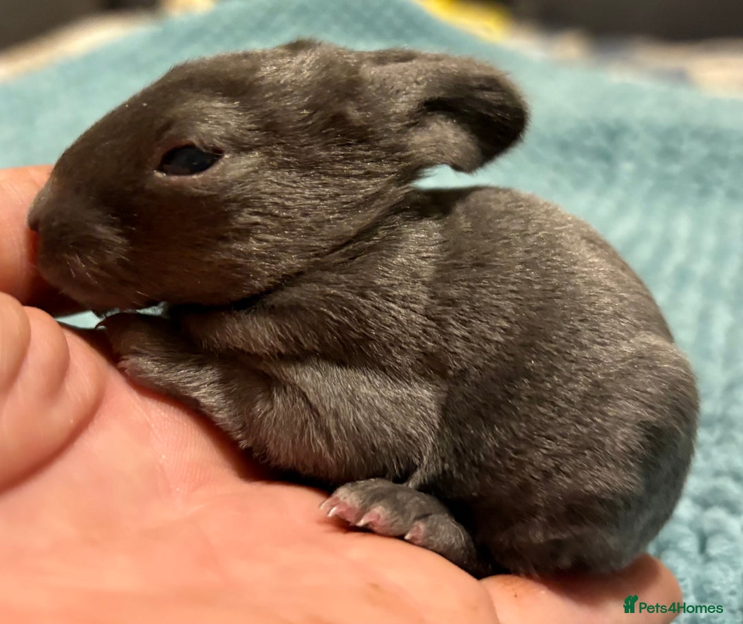 Rex rabbits for sale: Two beautiful rabbit litters - Image 18