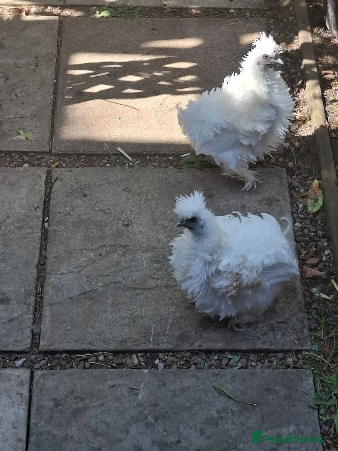 Chickens poultry for sale: silky in Leicester - Advert 2