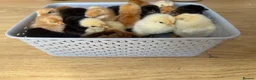 Chickens poultry for sale: Mixed breeds due on 05/05/26 in Wembley - Advert 2