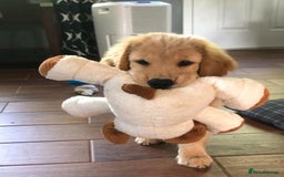 Golden Retriever dogs for sale: Simba – Handsome Golden Retriever Puppy - Image 4