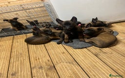 Belgian Shepherd Dog dogs for sale: 9 Belgian malinois puppies 🧬‼️ - Image 1