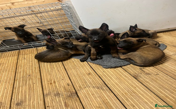 Belgian Shepherd Dog dogs - Advert 1